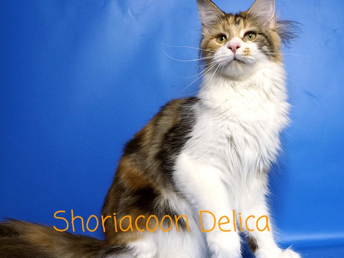 Shoriacoon Delica