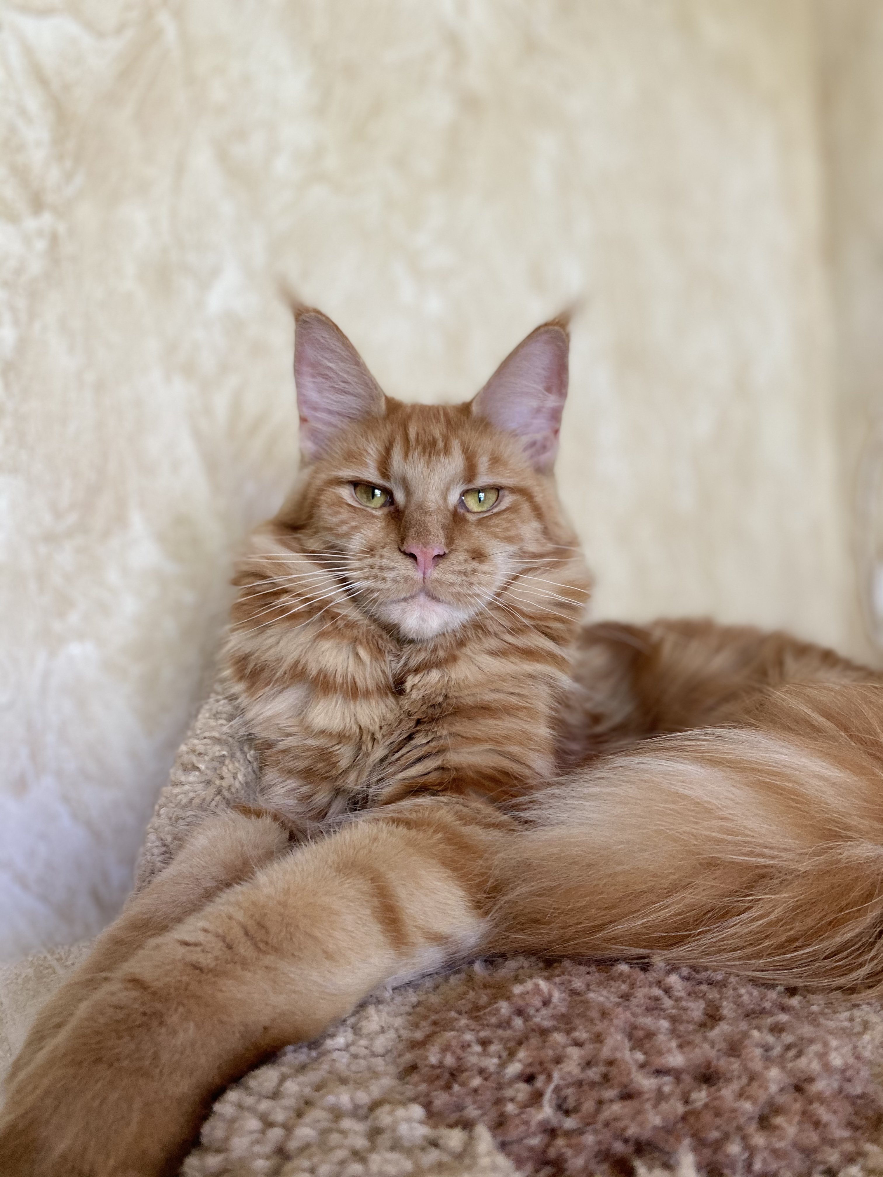 Margo Dar Kata-Lei . RU