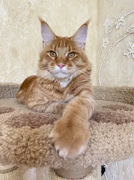 Merlin Dar Kata-Lei.RU