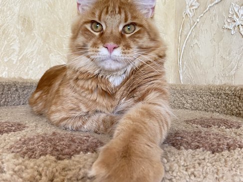 Merlin Dar Kata-Lei.RU