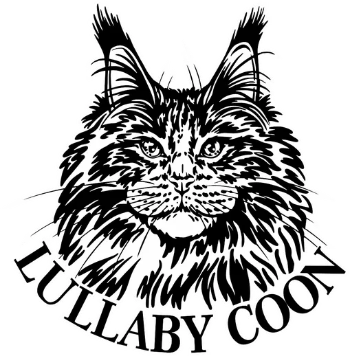 LULLABY COON — питомник Мейн-кун