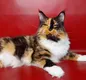 Shoriacoon