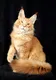 Mister Gregory*RU