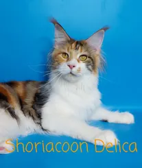 Shoriacoon Delica