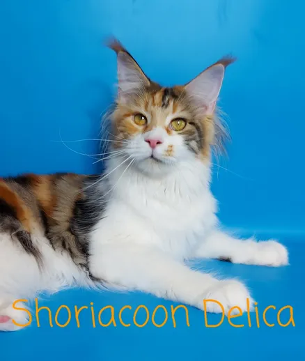 Shoriacoon Delica