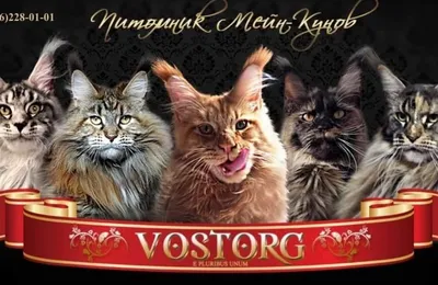 Vostorg — питомник Мейн-кун
