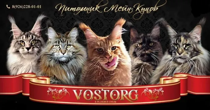 Vostorg — питомник Мейн-кун