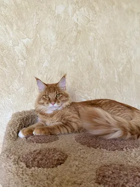 Merlin Dar Kata-Lei.RU