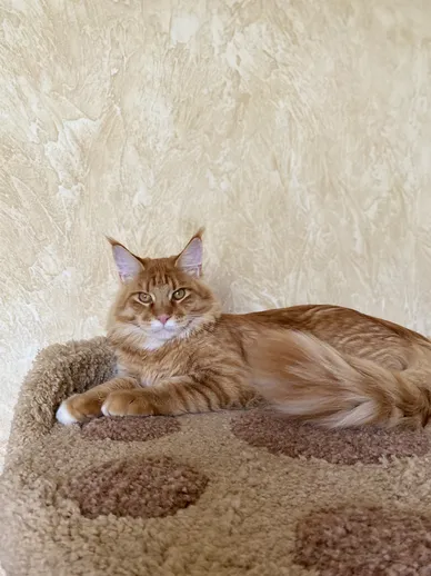 Merlin Dar Kata-Lei.RU