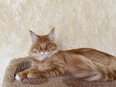 Merlin Dar Kata-Lei.RU