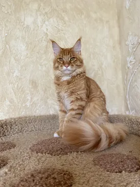 Merlin Dar Kata-Lei.RU