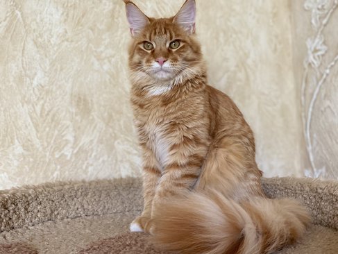 Merlin Dar Kata-Lei.RU