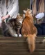 Of Furry hunter