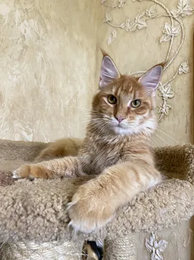 Molli Dar Kata-Lei. RU