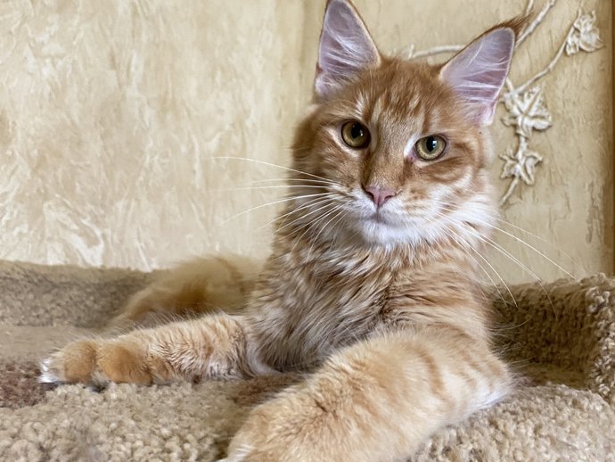 Molli Dar Kata-Lei. RU