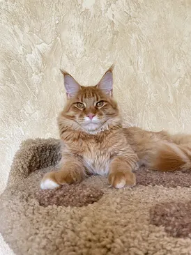 Merlin Dar Kata-Lei.RU