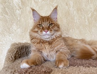 Merlin Dar Kata-Lei.RU