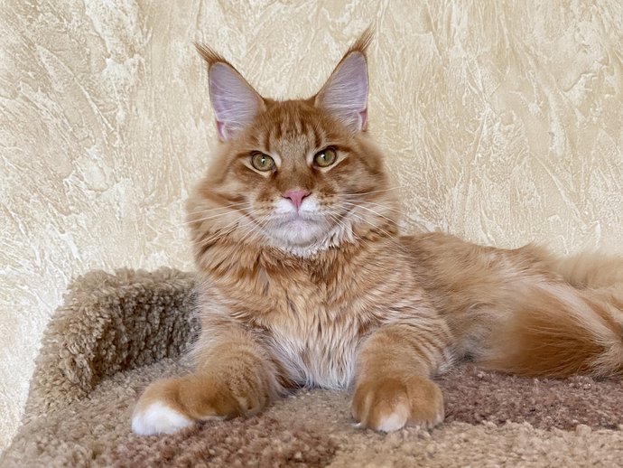 Merlin Dar Kata-Lei.RU