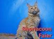 Shoriacoon Faier