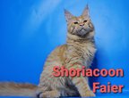 Shoriacoon Faier