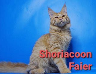 Shoriacoon Faier