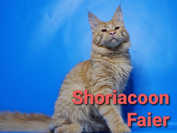Shoriacoon Faier