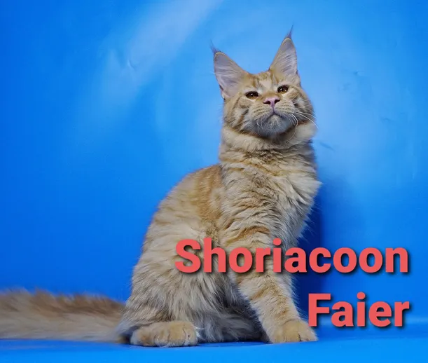 Shoriacoon Faier