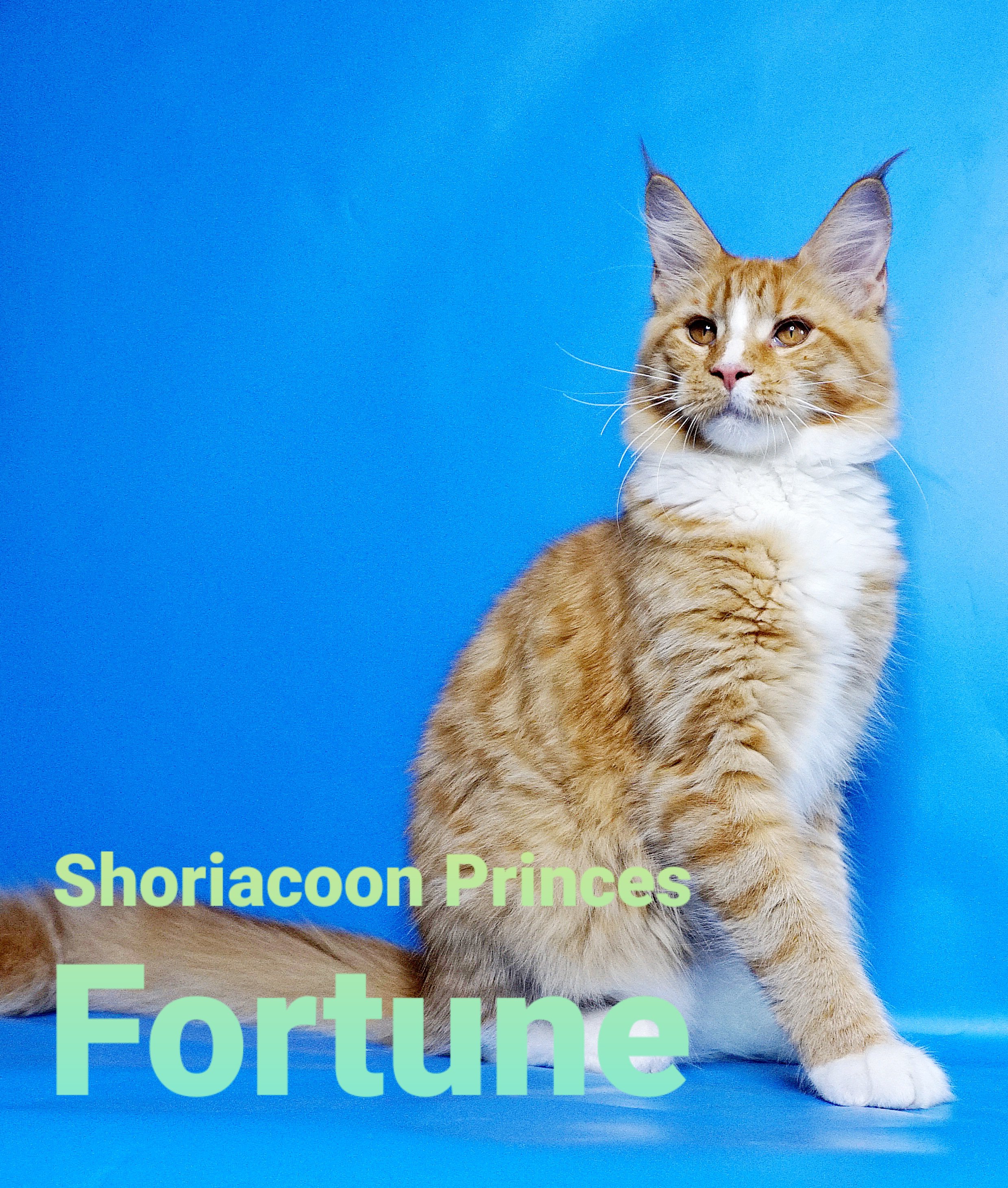 Shoriacoon Fortune