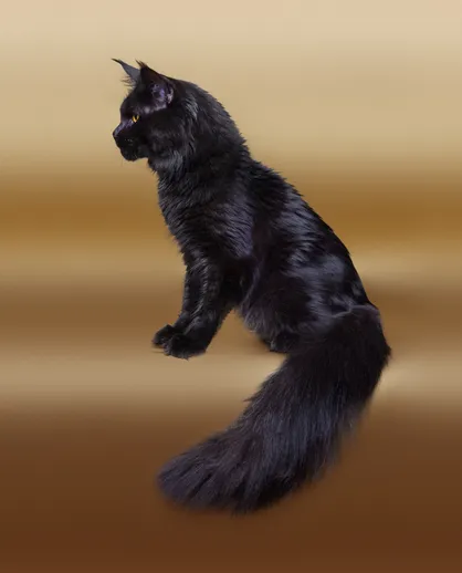 Personal Beast — питомник Мейн-кун