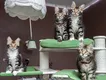 Of Furry hunter