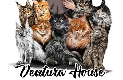 Ventura`s House — питомник Мейн-кун
