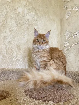 Molli Dar Kata-Lei. RU