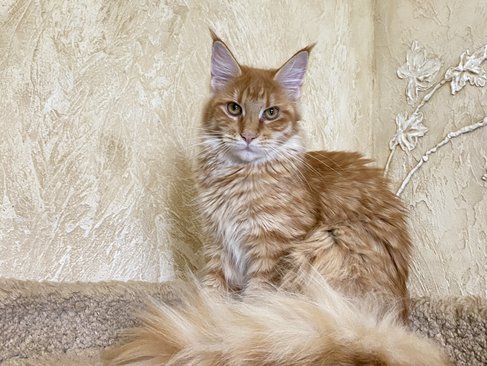 Molli Dar Kata-Lei. RU