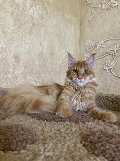 Molli Dar Kata-Lei. RU