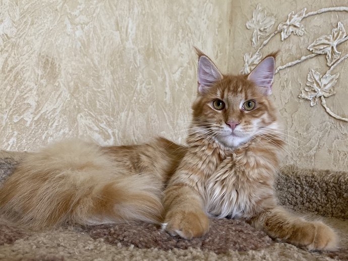 Molli Dar Kata-Lei. RU