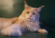 Shoriacoon