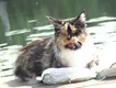 Shoriacoon