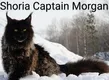 Shoriacoon