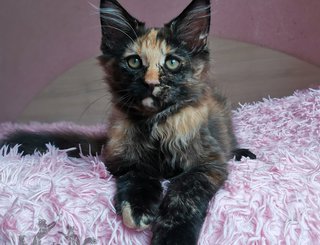 Rumba Iz Polosatoy Bandy