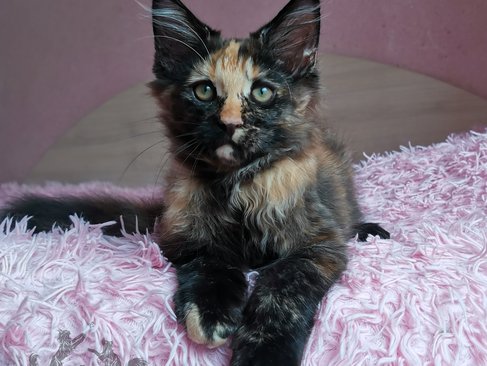 Rumba Iz Polosatoy Bandy