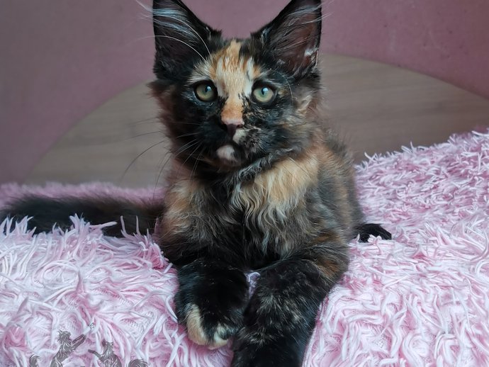 Rumba Iz Polosatoy Bandy