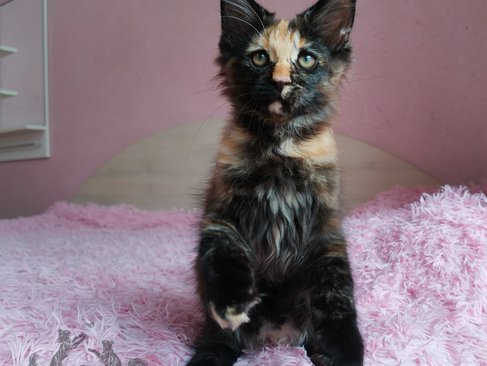 Rumba Iz Polosatoy Bandy