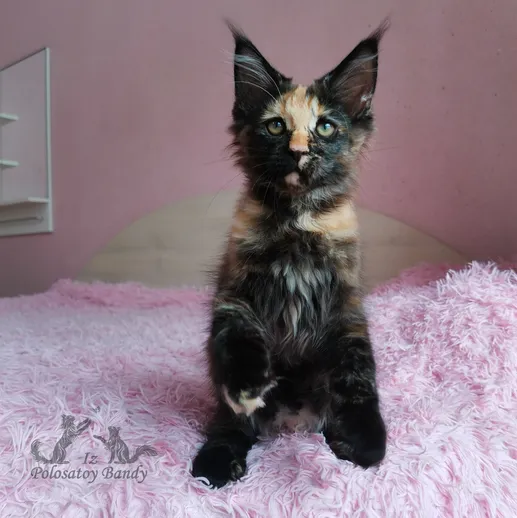 Rumba Iz Polosatoy Bandy