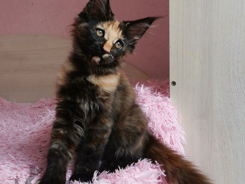 Rumba Iz Polosatoy Bandy