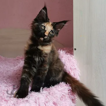 Rumba Iz Polosatoy Bandy