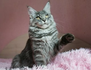 Quilly Iz Polosatoy Bandy