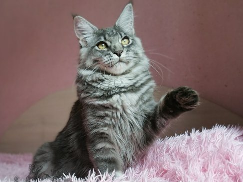 Quilly Iz Polosatoy Bandy