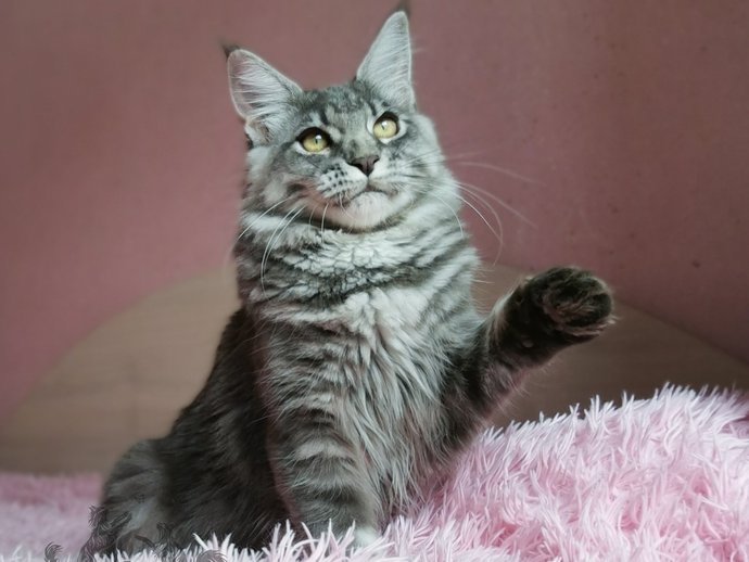 Quilly Iz Polosatoy Bandy