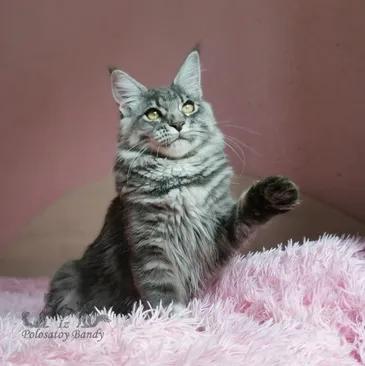 Quilly Iz Polosatoy Bandy