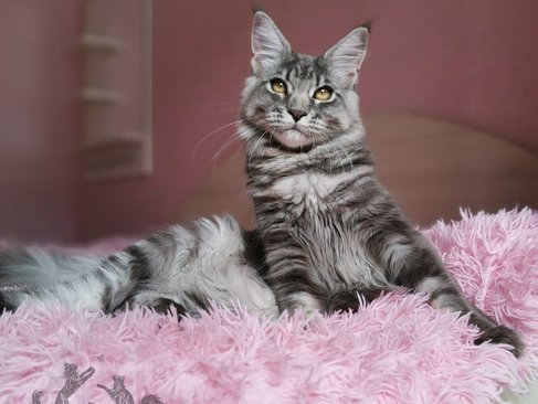 Quilly Iz Polosatoy Bandy